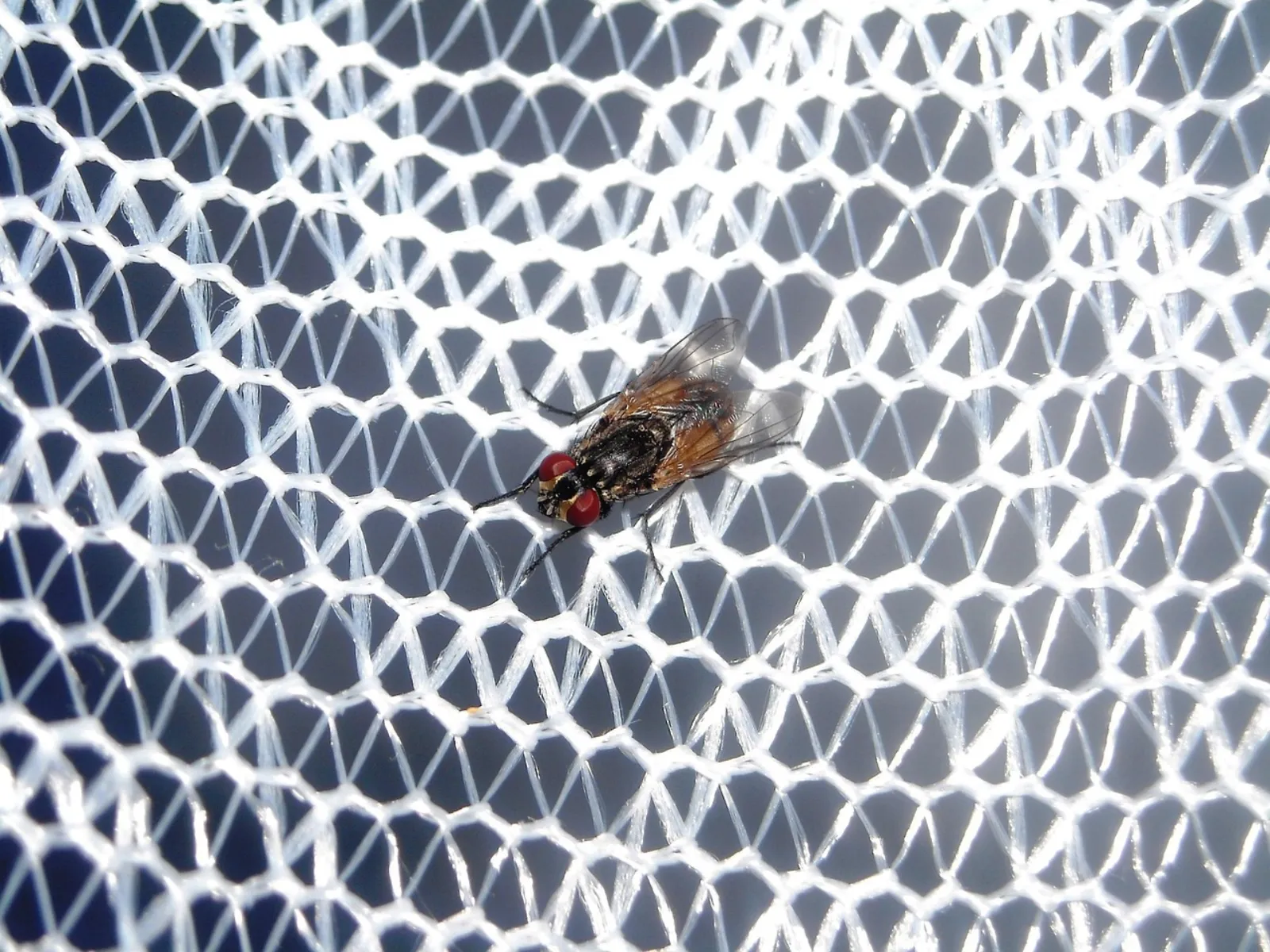 Fliegengitter mit feinem Gewebe vor einem geöffneten Fenster